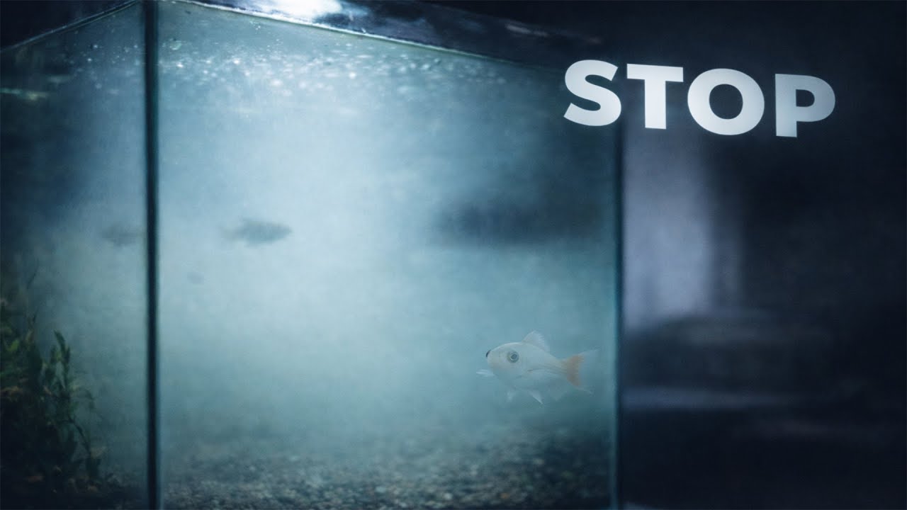 Your New Aquarium Is Cloudy – How Long Until It Clears?