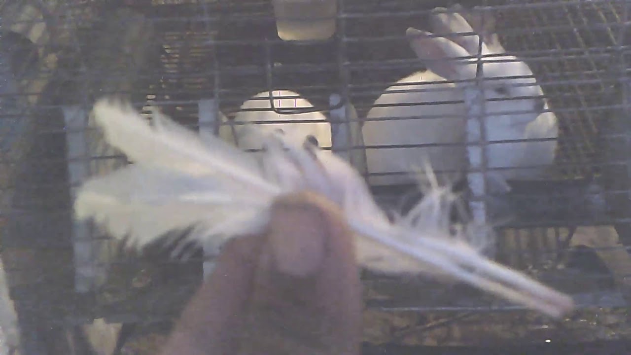 لماذا ترفض الأنثى التزاوج / الأسباب و الحلول