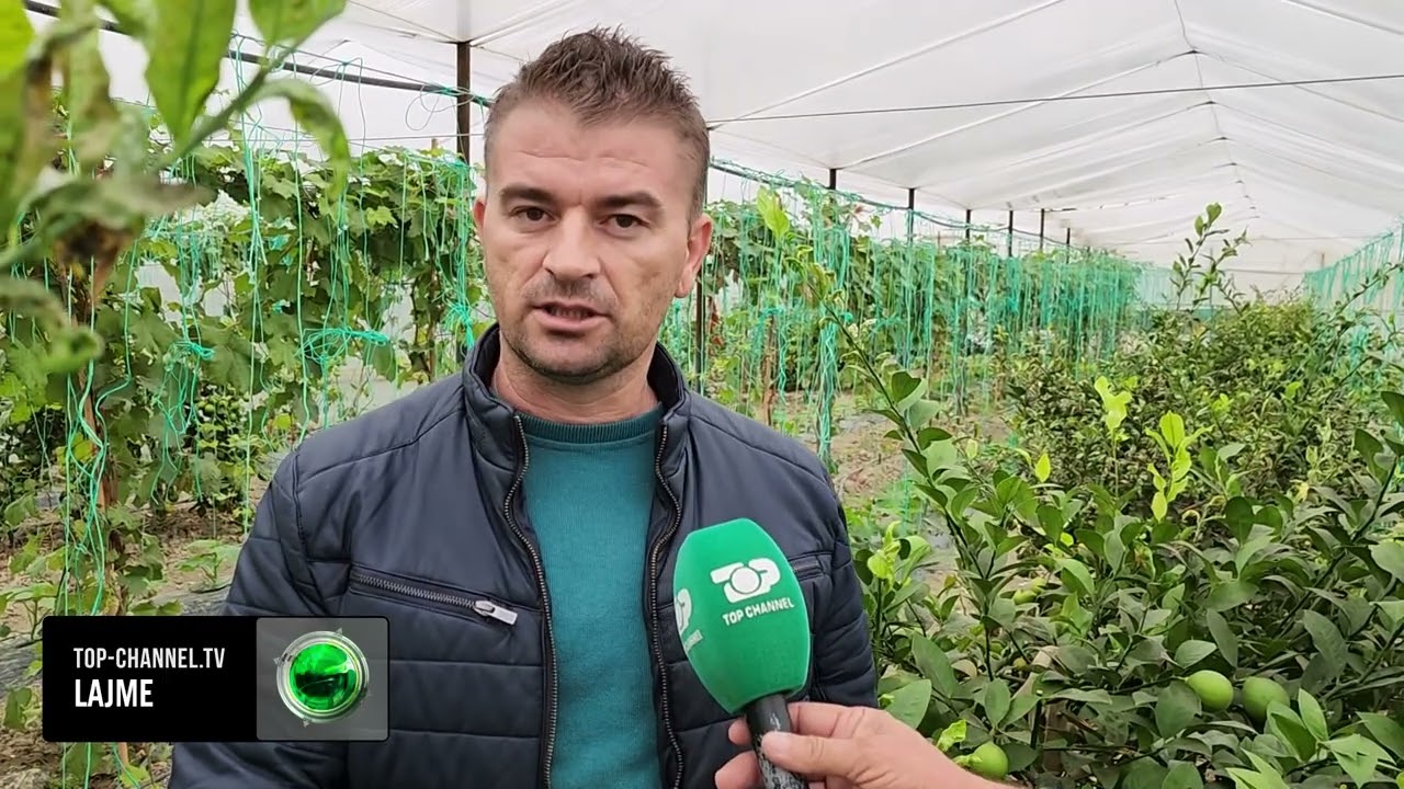 Top Channel/ “Mbjellim limon, se do pak punë”!  Fermeri ndryshon kulturën bujqësore prej kostove