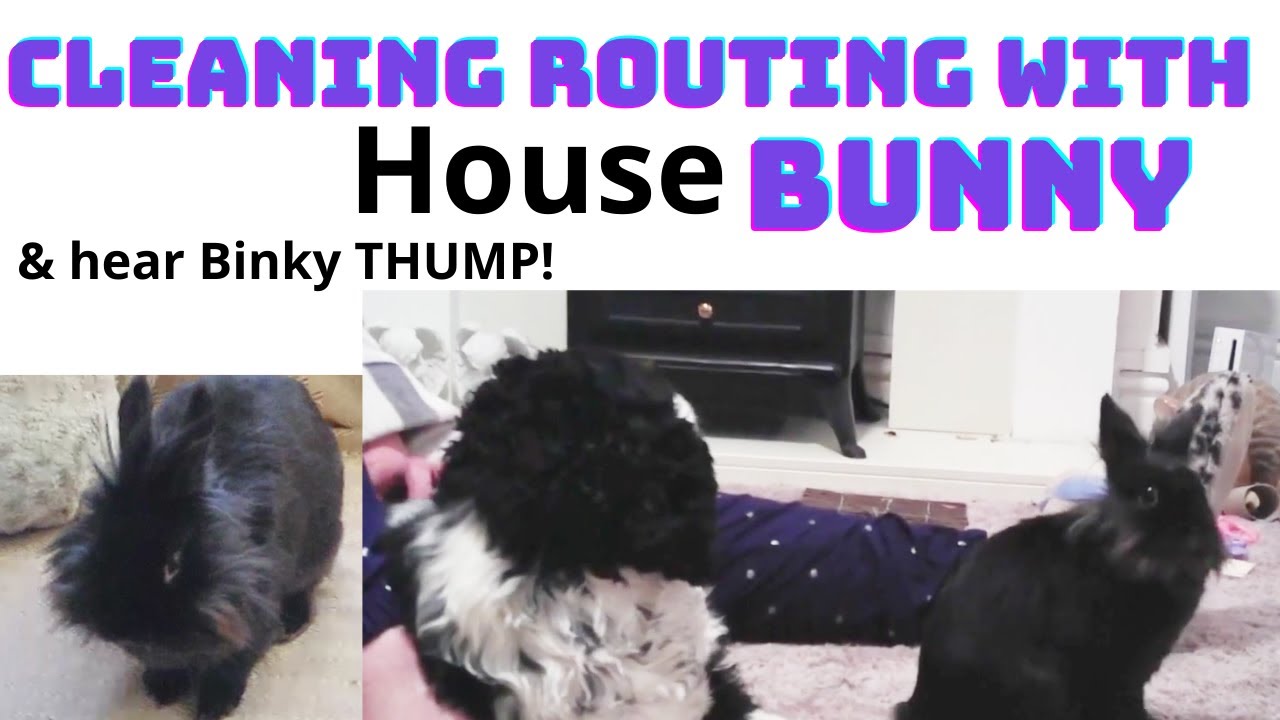 rabbit routine cleaning! and RABBIT THUMPS!