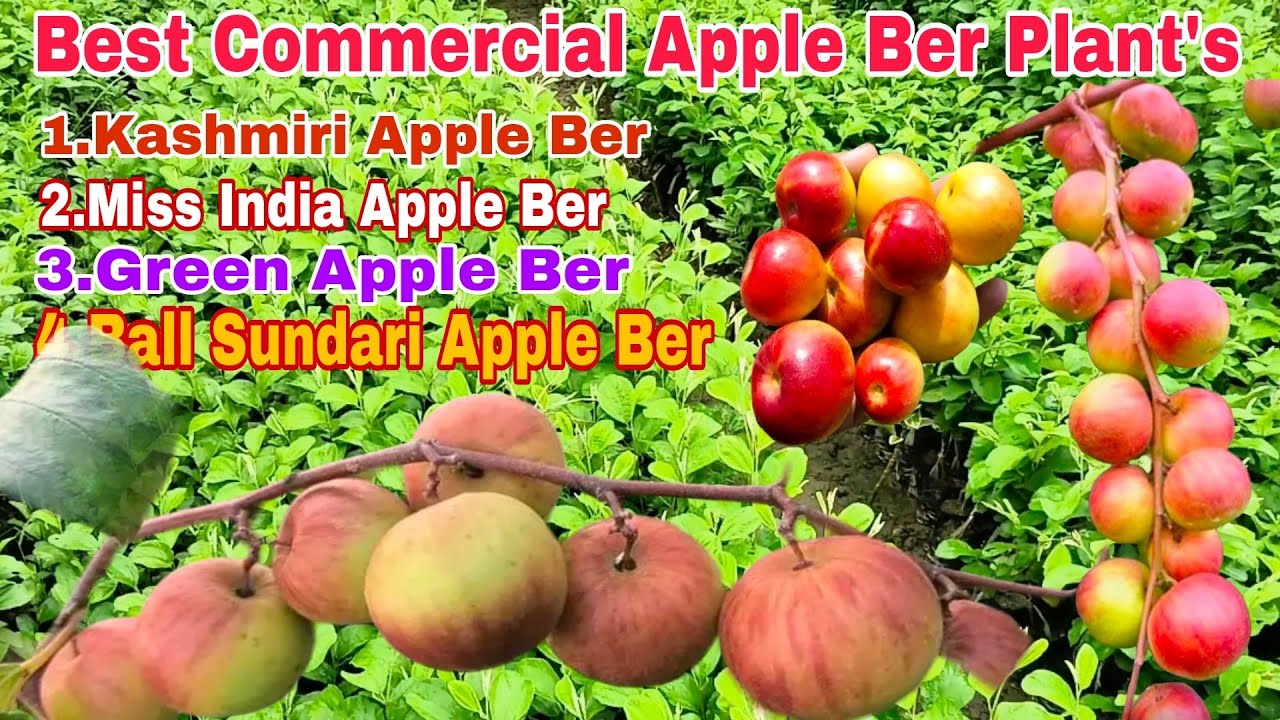 Best 4 variety Apple Ber Plant's ||Apple Ber nursery in Kolkata ||All India wholesale plant delivery