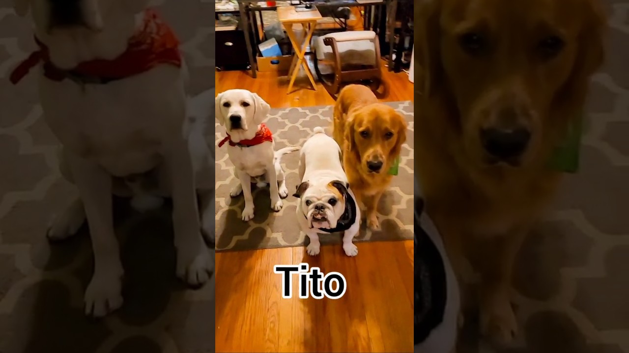 Dinner with Shadow and Chance 🍔 with special guest Tito 💚 #dogs