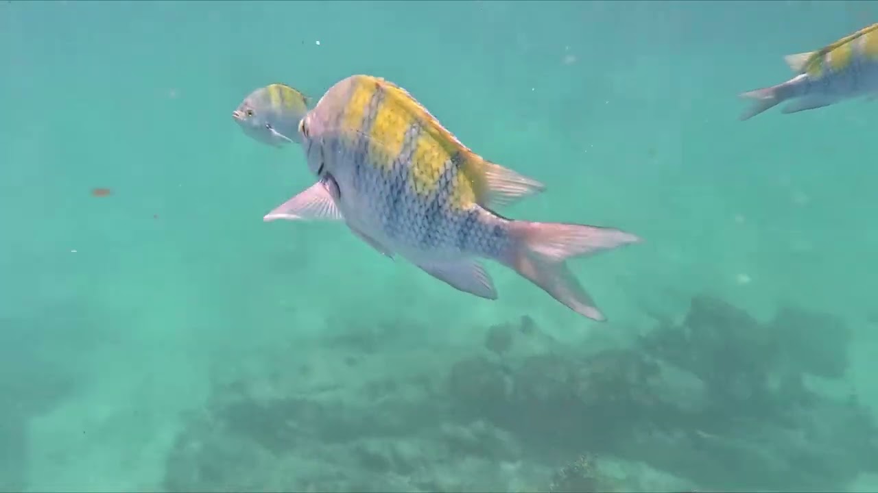 2026 02 11 Cabo San Lucas snorkel