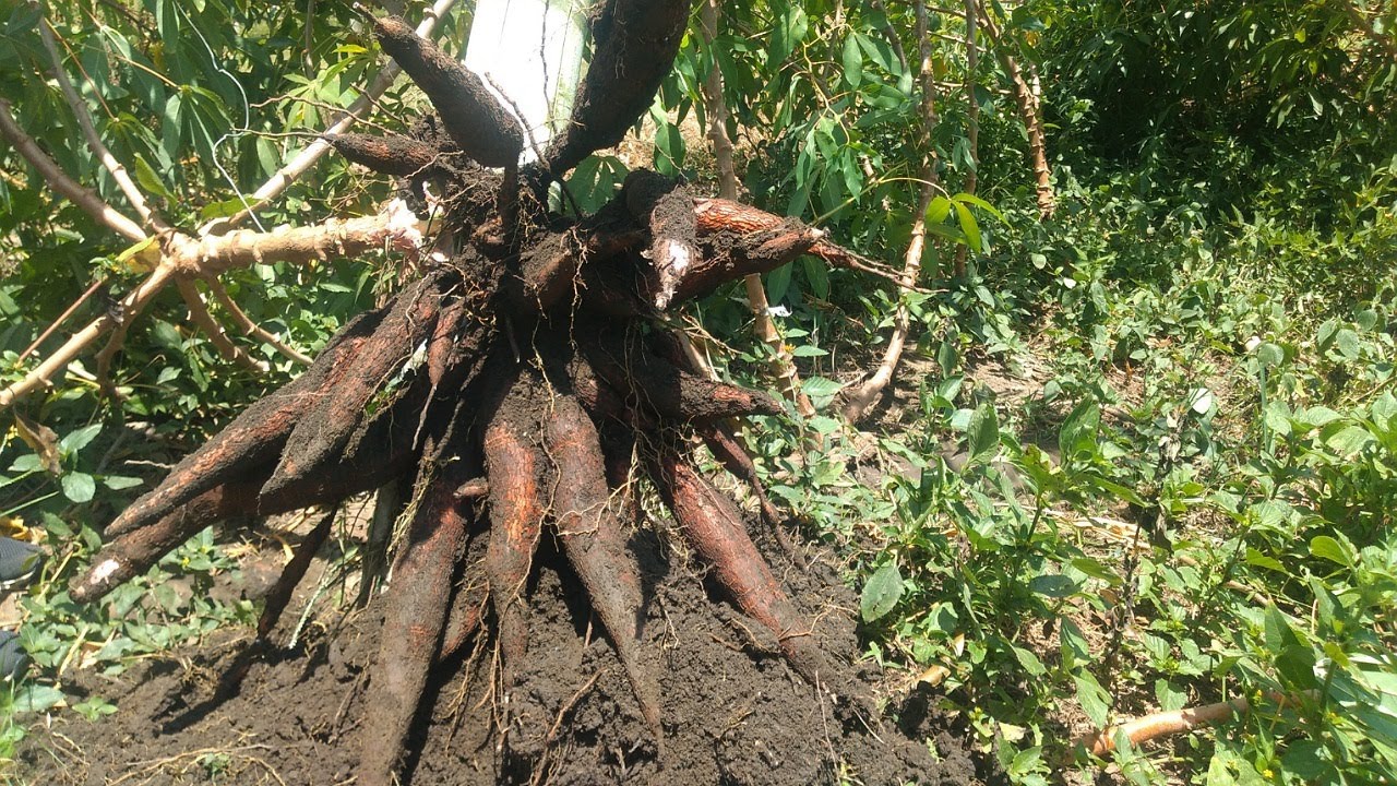 La mejor manera de sembrar un cultivo de yuca