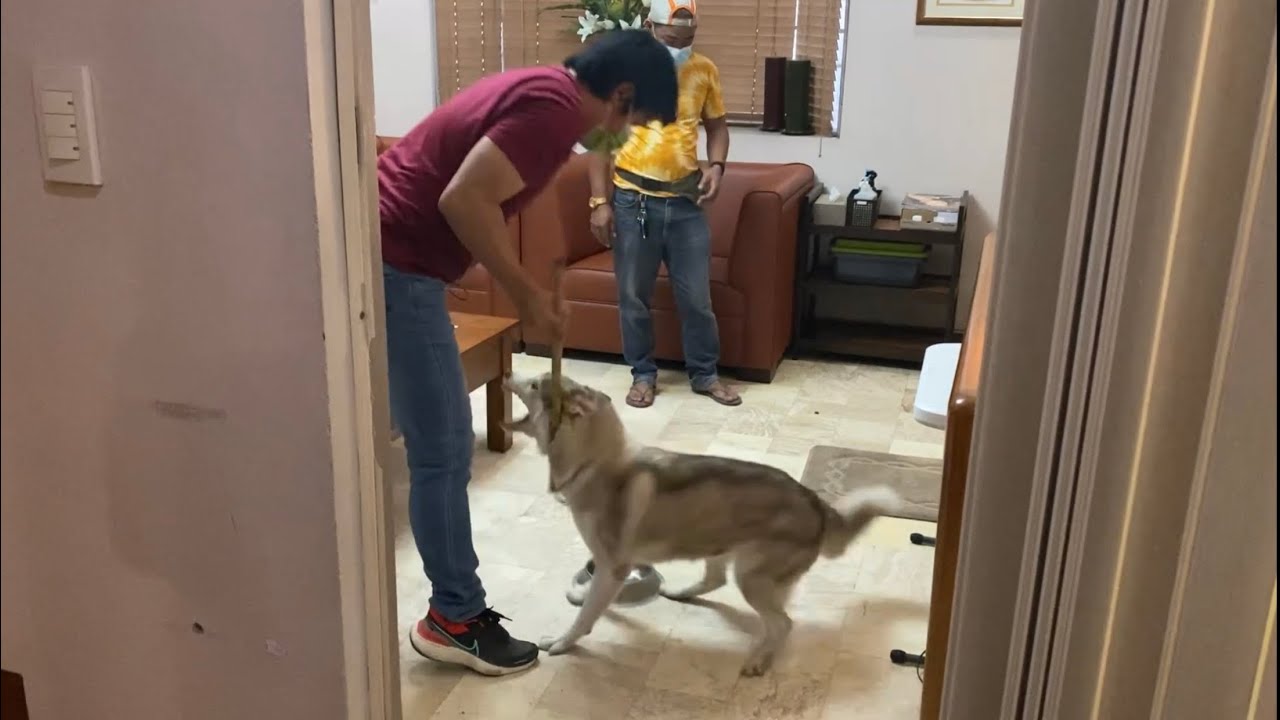 Matapang na Siberian Husky, Dilikado sinakop na yun bahay nila