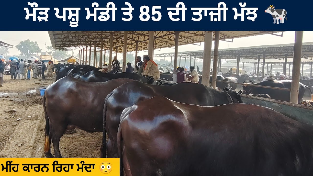 ਮੌੜ ਪਸ਼ੂ ਮੰਡੀ ( ਬਠਿੰਡਾ ) || maur Pashu mandi Bathinda today || #buffalo #cow