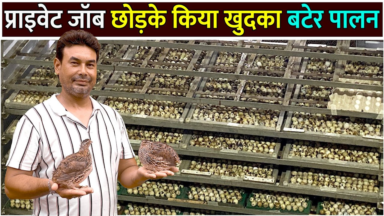 जॉब से बढ़िया बटेर पालन बिज़नेस Bater Farming।Quail Farming In India