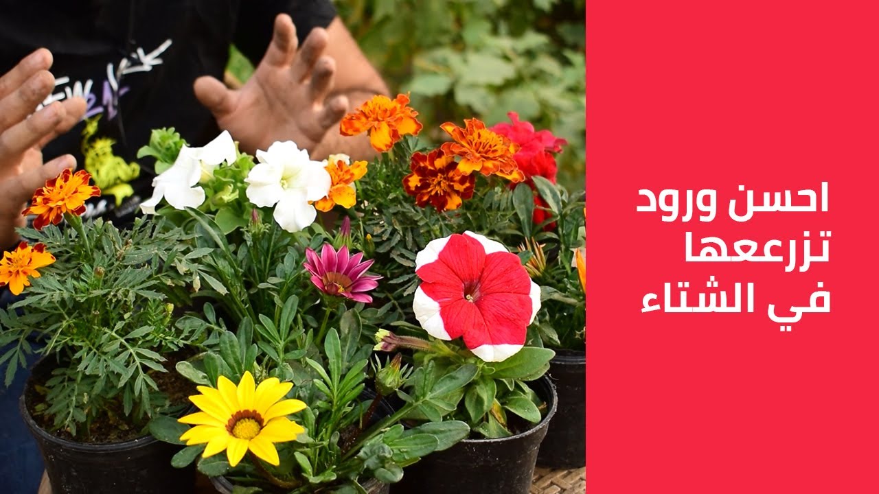 اكثر انواع الورود المناسبة للزراعة في الشتاء