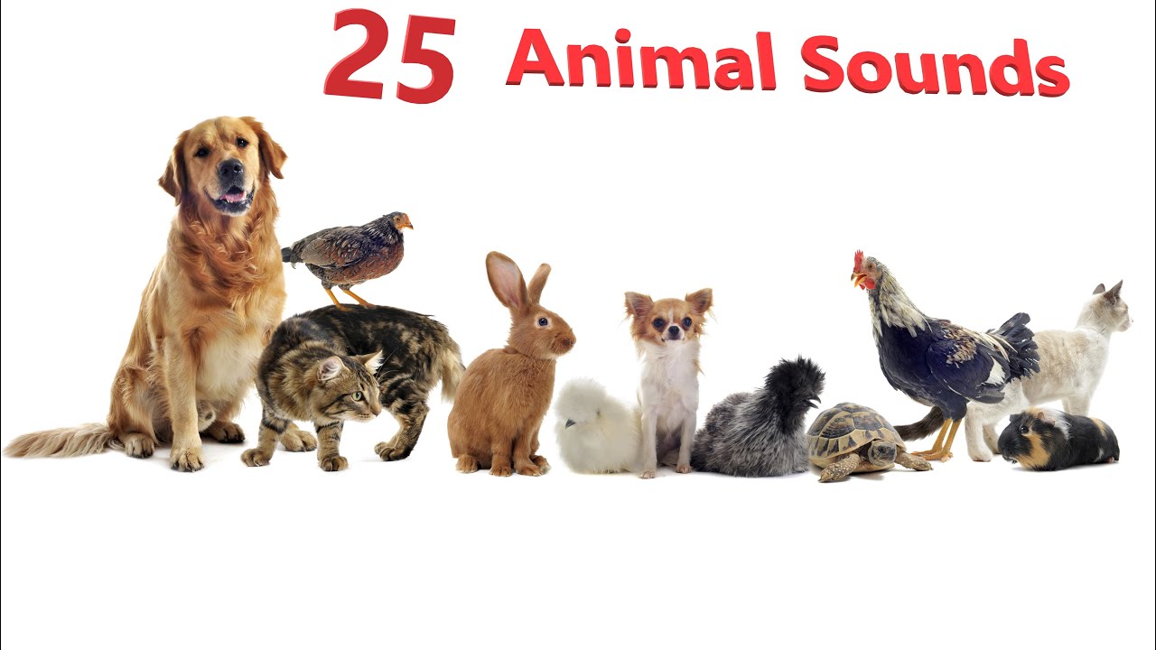 Animal Sounds for Children  (25 Amazing Animals Sounds To Learn) 4K
