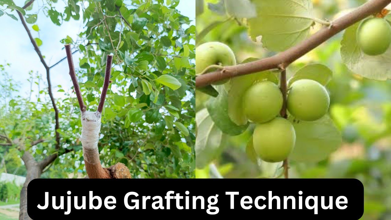 How To Graft Jujube Plant From Cutting| Jujube Tree Grafting At Home| Jujube Wedge Grafting