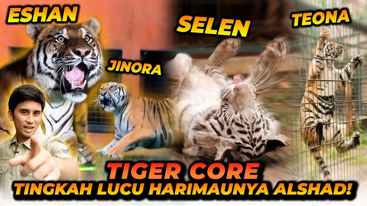 TIGER CORE ! ESHAN JINORA SELEN TEONA