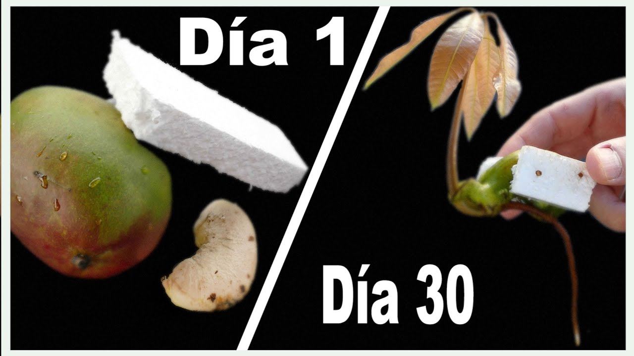 [ GERMINAR MANGOS ] - [Haz un FLOTADOR para tu MANGO y mira que ocurre ]