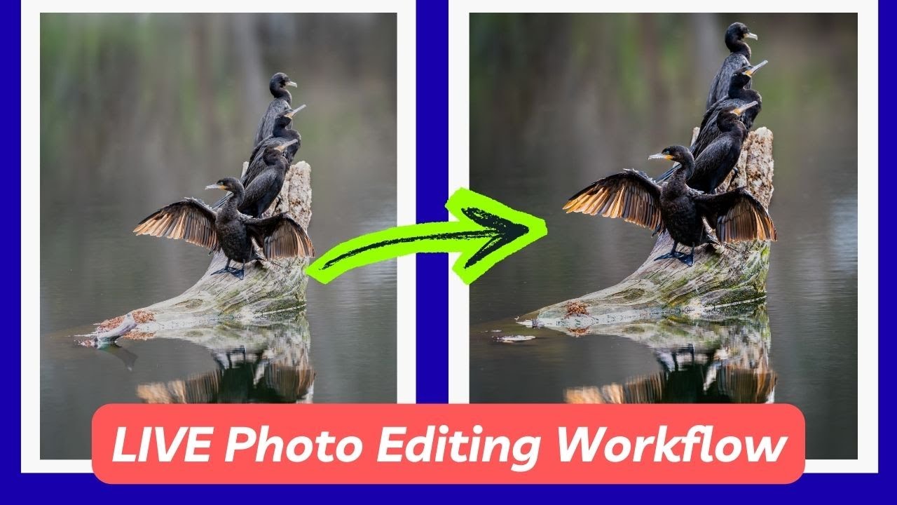 LIVE How to Edit Amazing Bird Photos in Lightroom. (My Workflow)