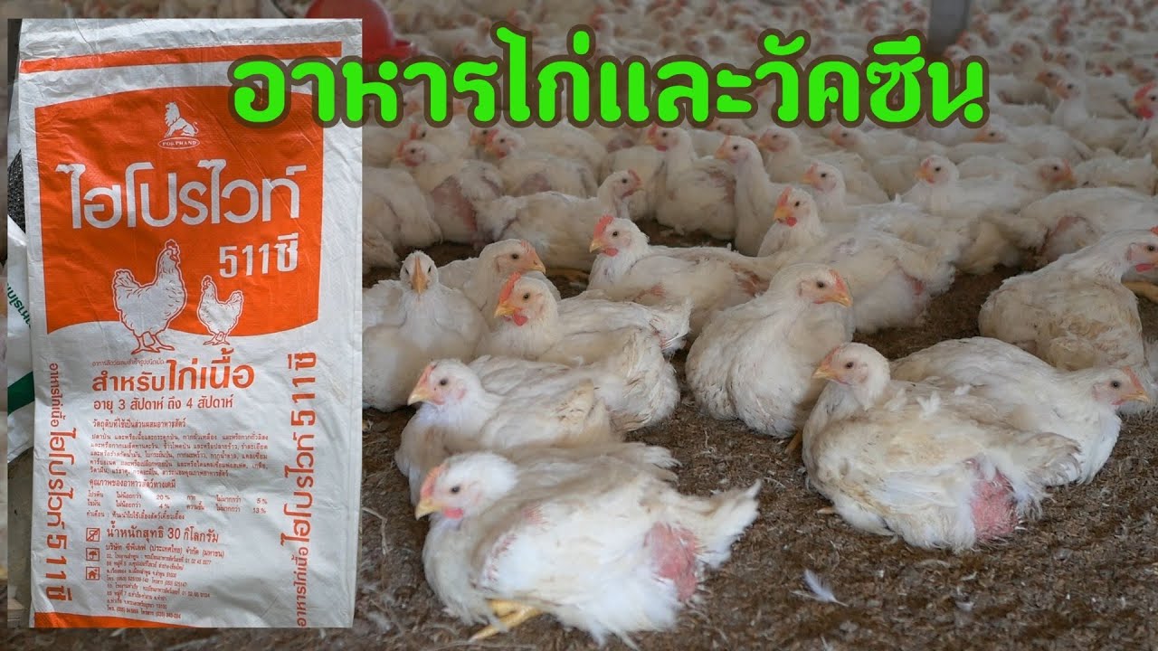อาหารไก่เนื้อในแต่ละระยะและการให้วัคซีนไก่