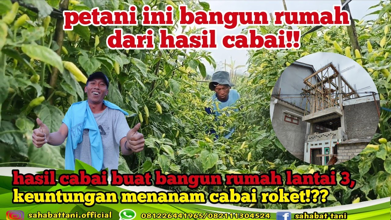 Petani milenial tanam cabai roket sangat menginspirasi