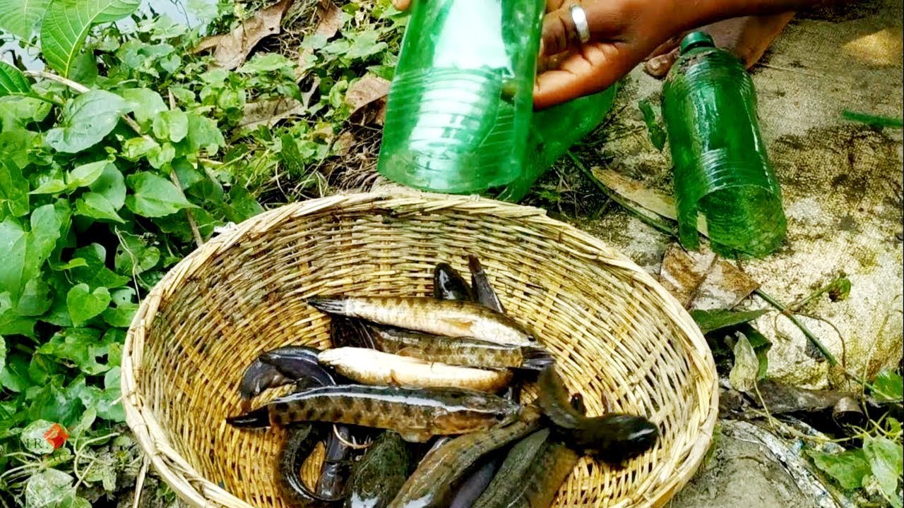 Easy Bottle Fishing  | Best Fishing Video | Simple Fish Trap With Plastic Bottle !!@ #fishingbdGo