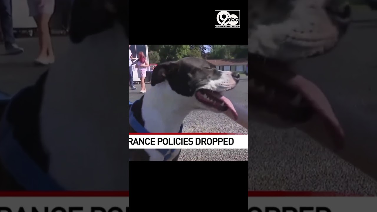 Company cancels pet insurance coverage for around 100K customers
