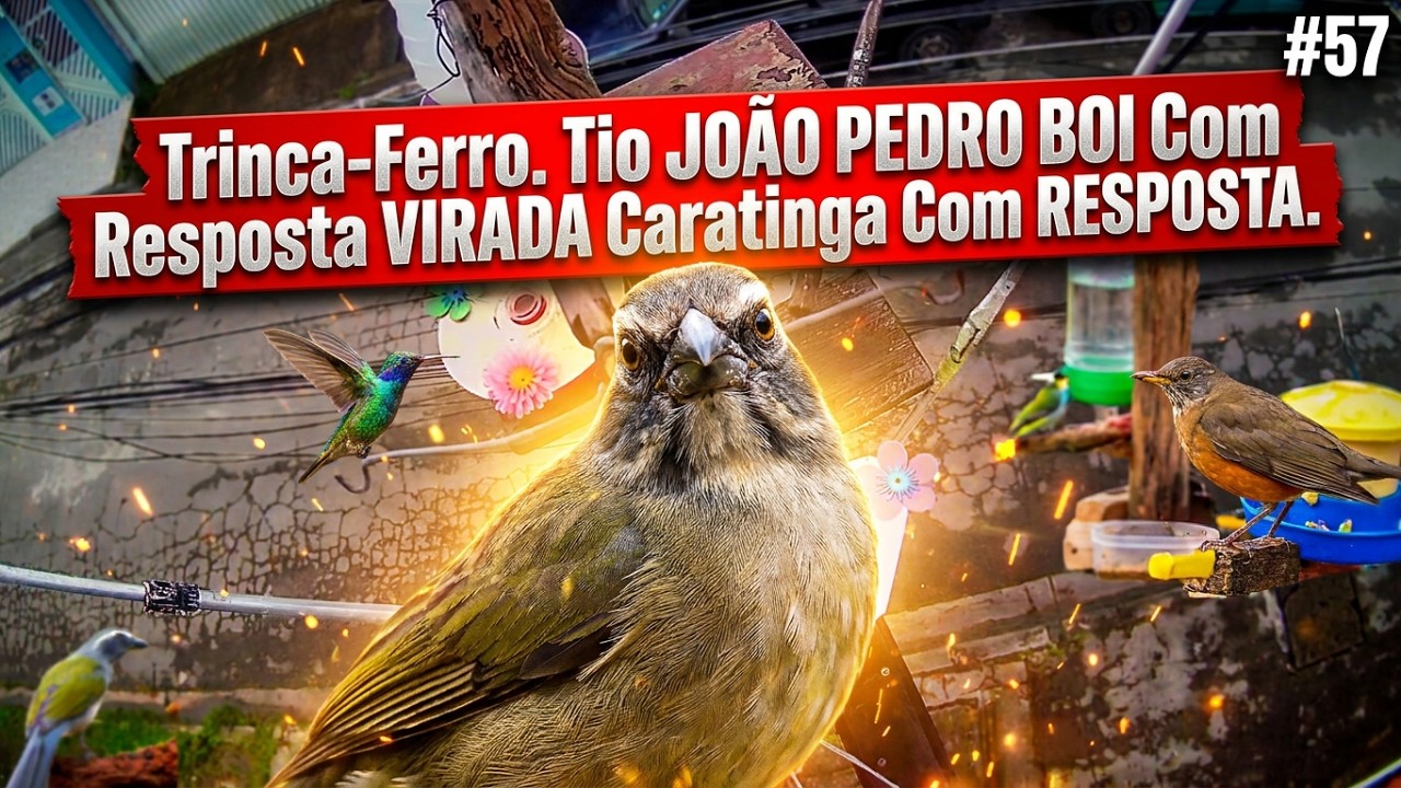 Trinca-Ferro. Tio JOÃO PEDRO BOI Com Resposta VIRADA Caratinga Com RESPOSTA. #57