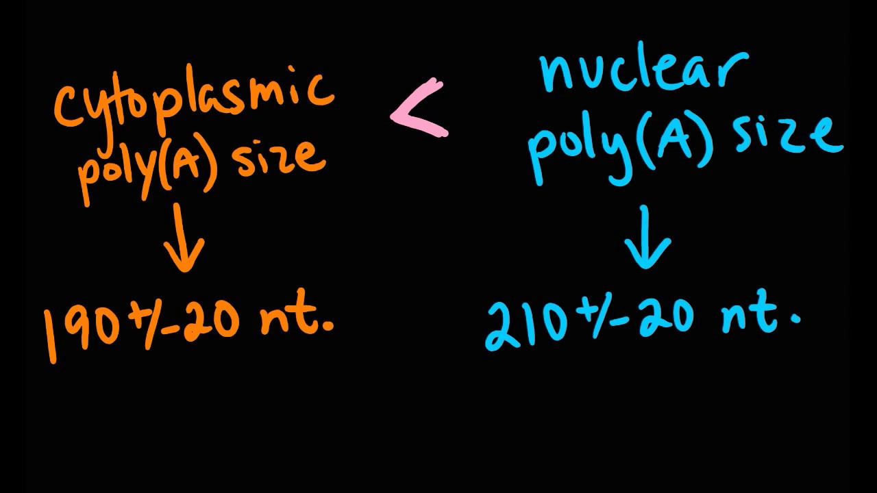 Fig 15.7 Length of the Poly(A) tail in mRNA