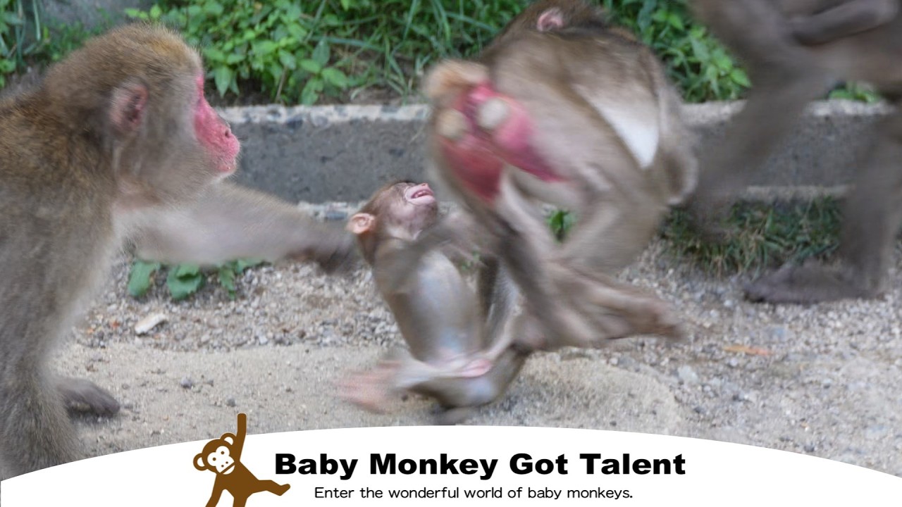 Слезы встречи! Потерянный малыш обезьянка ищет маму / monpai monyet snow monkey