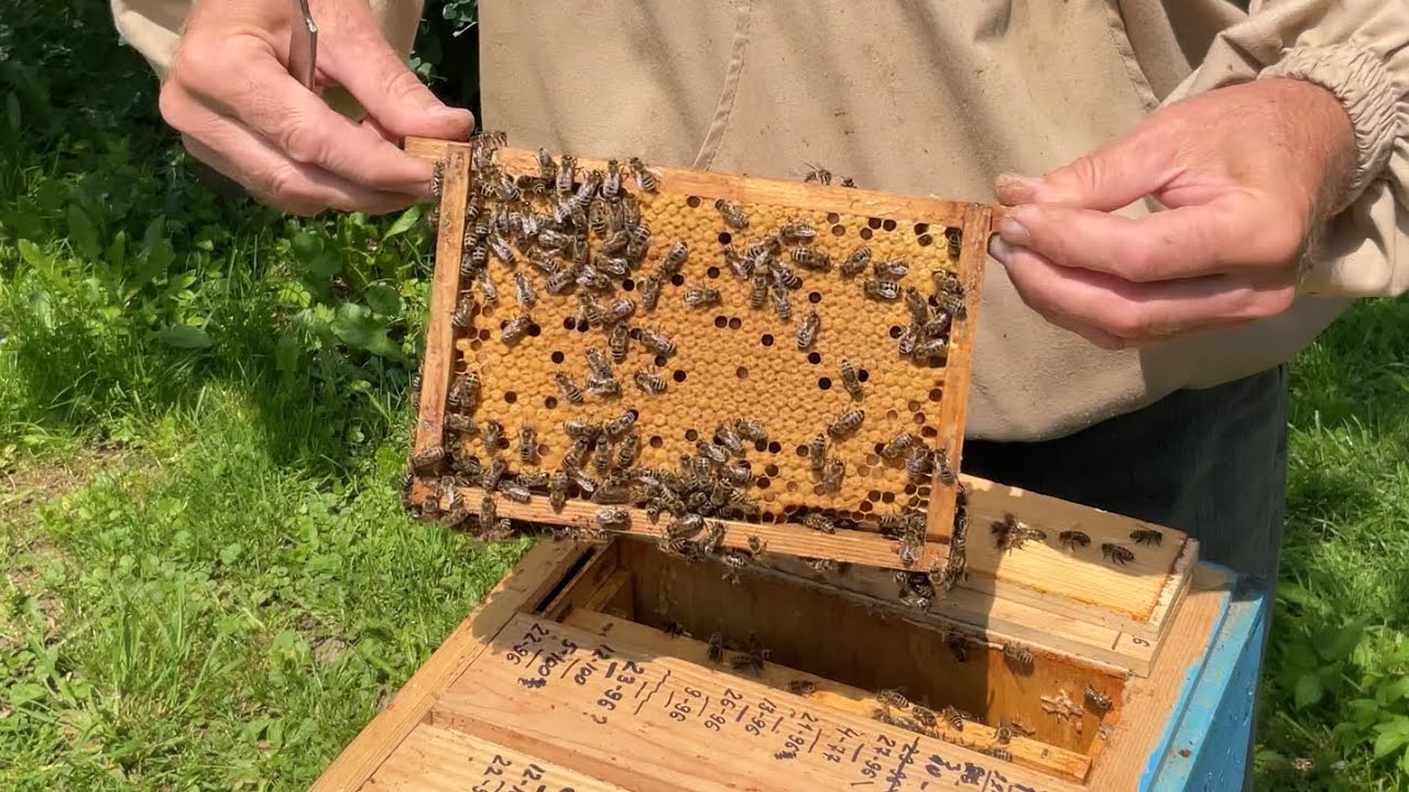 Якість бджолиних маток. Beekeeping (10.06.2025 р.)