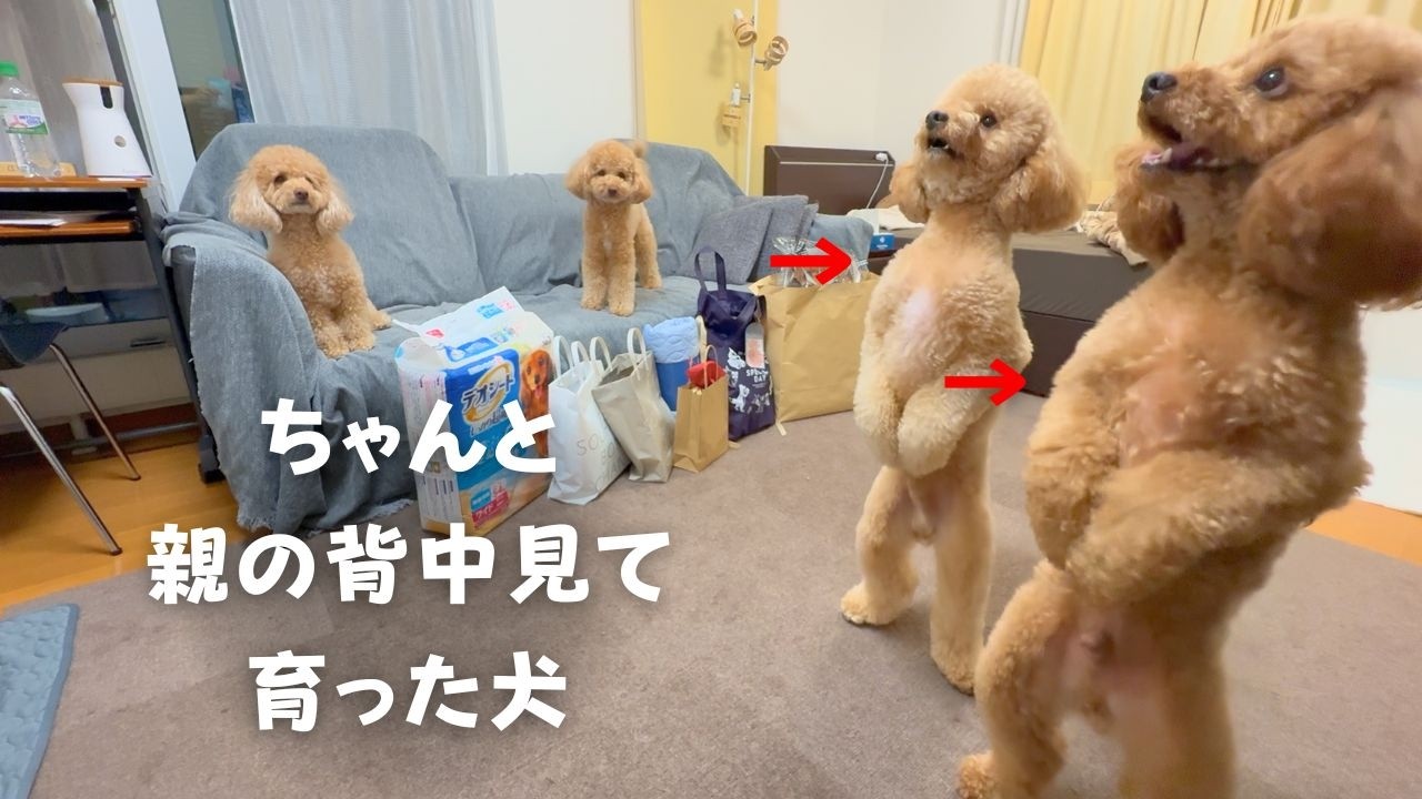 ただえさえデカいのに立つ犬が2人に増えた日【多頭飼い】