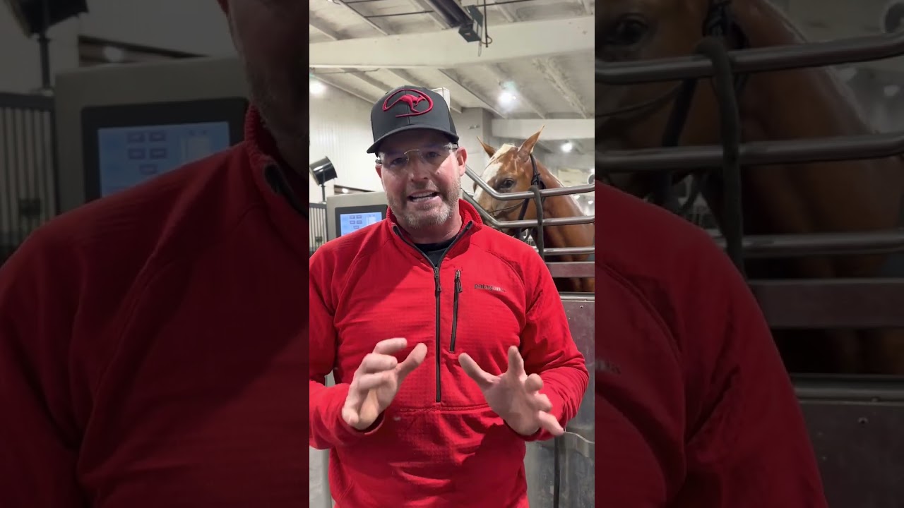 Cold-Water Therapy for Performance Horses