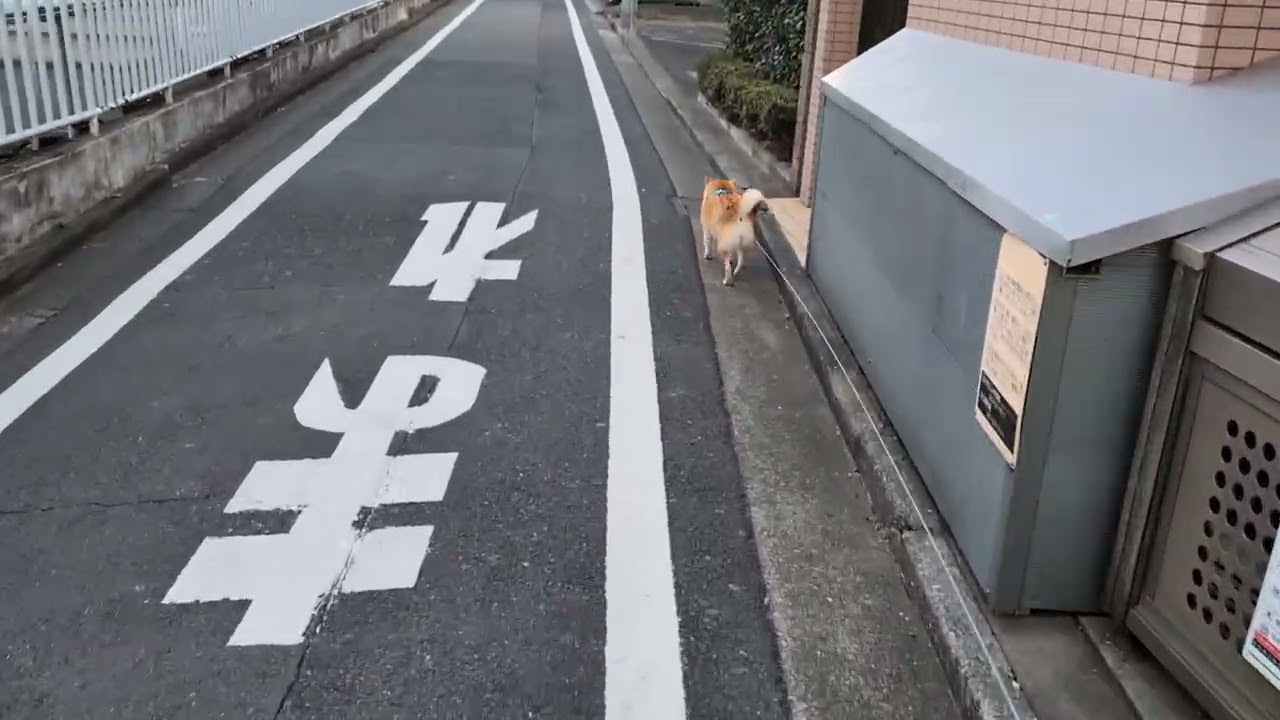 柴犬こはるの朝散歩