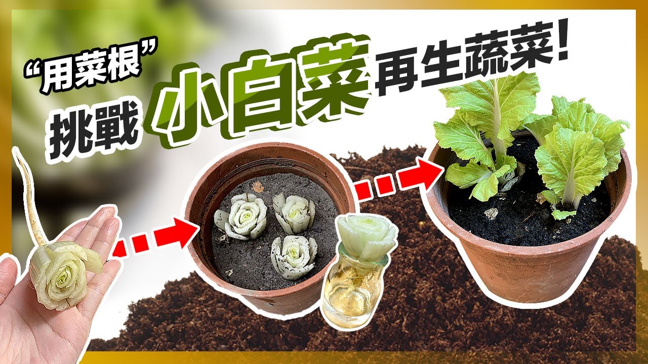 小白菜盆栽Growing Chinese cabbage『以菜生菜』進行蔬菜再生，只用菜根不用種子是否能成功？