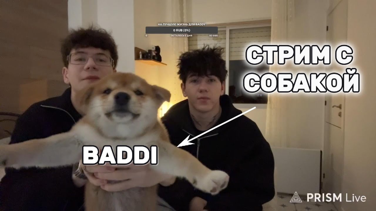 ВАНДЕНИЗКИ первый стрим с собакой в Испании | истории и общение