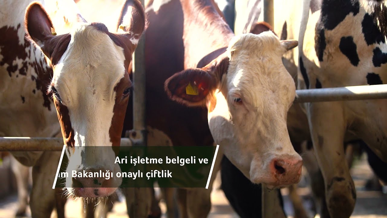 Sakarya Çiğ Süt Fabrikamız