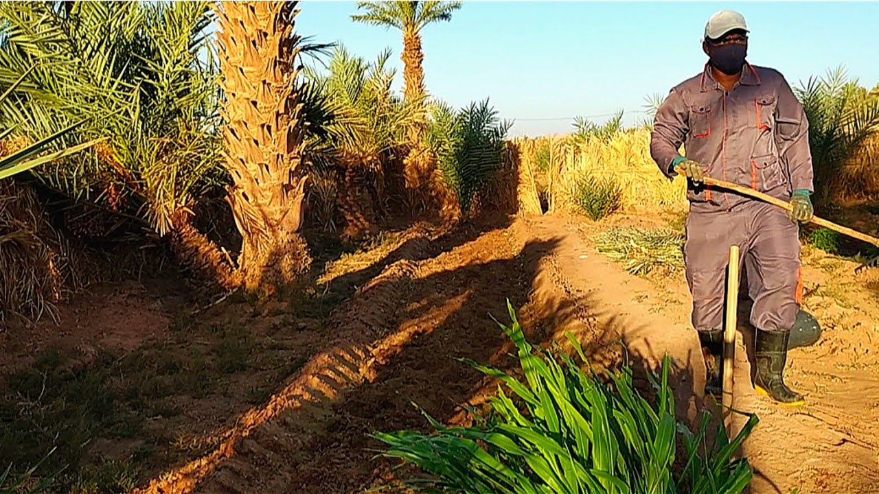 تجربة مدهشة: زراعة الخردل الهندي بجوار الفلفل الحار والقصبرة!