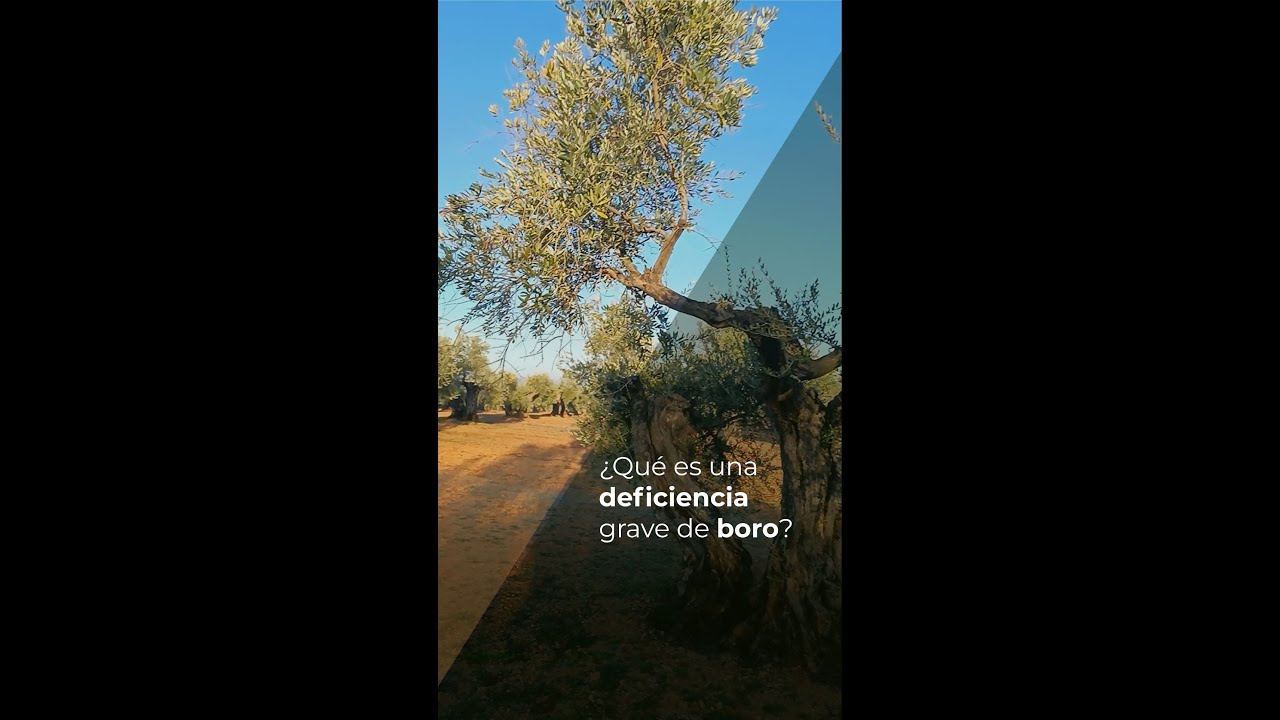DEFICIENCIA GRAVE DE BORO EN OLIVOS
