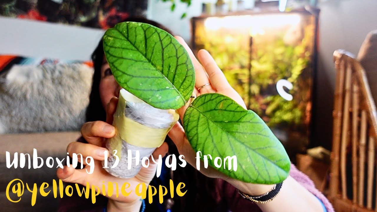 🌿 Another Hoya Haul?! Unboxing 13 Hoyas From @yellowpineapple + Perfect Winter Shipping 🌿
