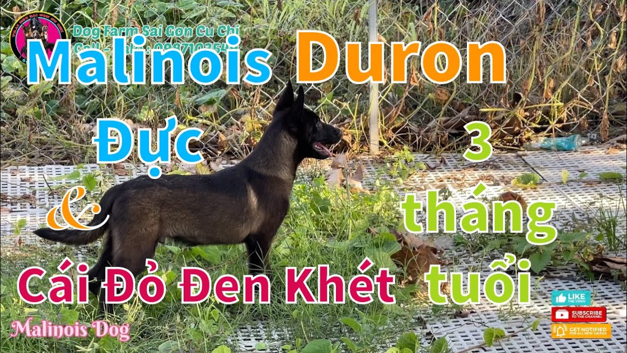 Bán chó malinois chó bẹc giê bỉ thuần chủng đẹp chó con 3 tháng tuổi | tại Trại Chó Sài Gòn