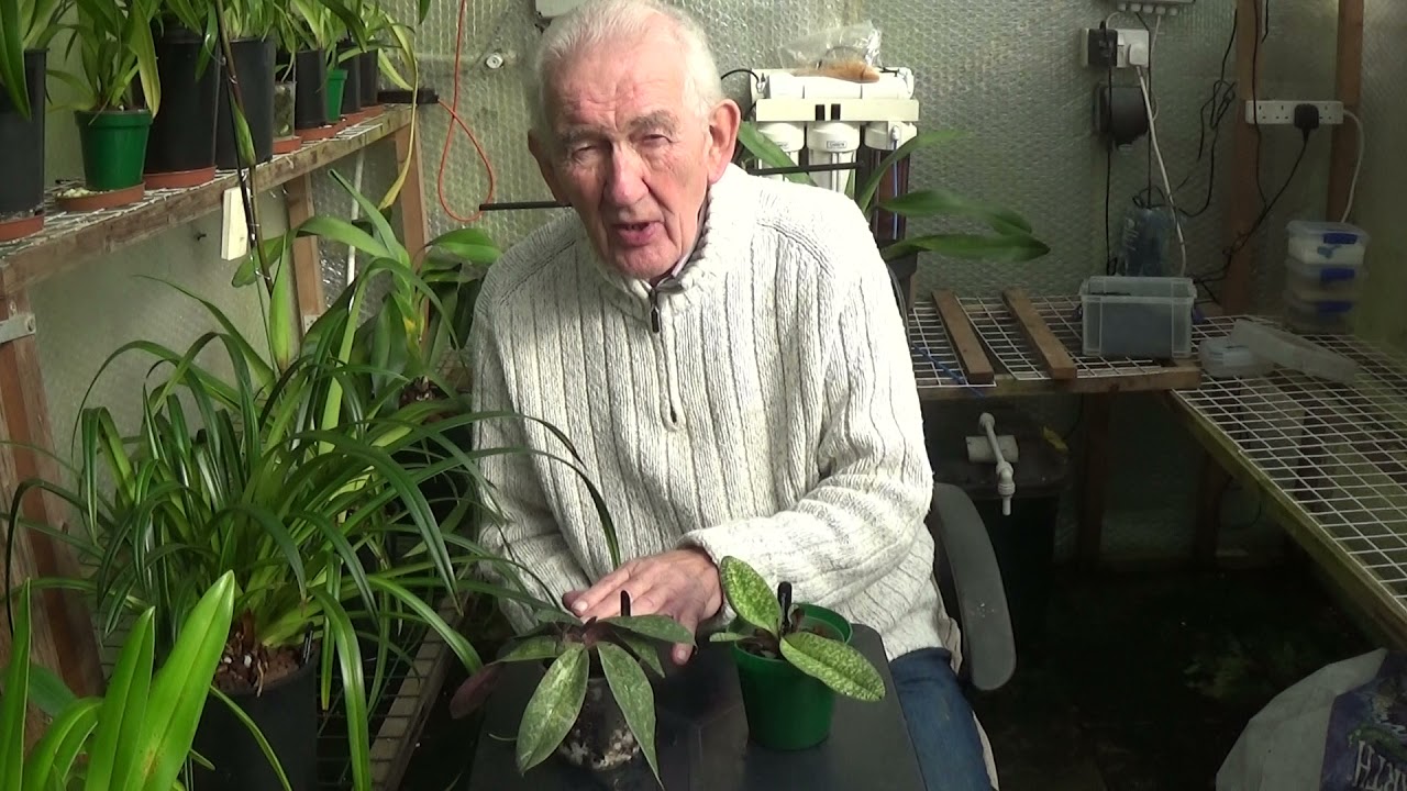 Paphiopedilums.....just a little talk on watering.