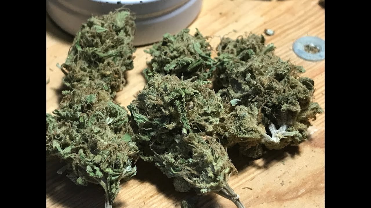 Growing Cannabis Seeds  2019 outdoor season SUPER CRITICAL