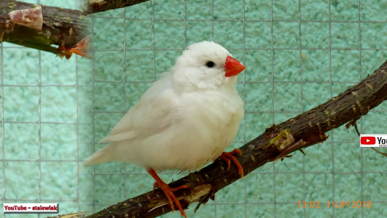 🌴🐦 Odc.477-Cz.2 Rośliny, ptaki egzotyczne. Lato 2018 (Dron) Egzotyczny ogród w PL 🌞🤠
