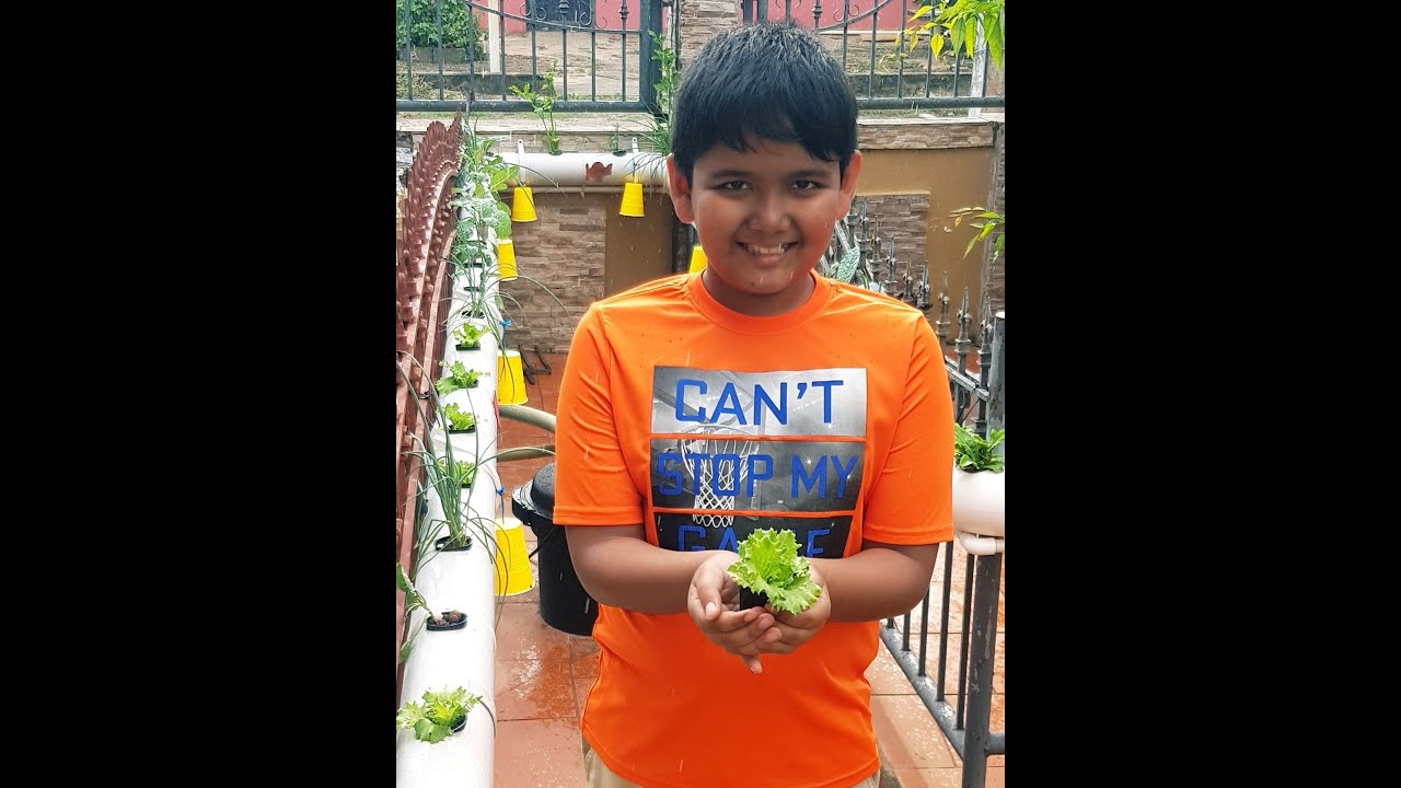 Welcome to our Hybrid Aquaponics\Hydroponics Kitchen Garden