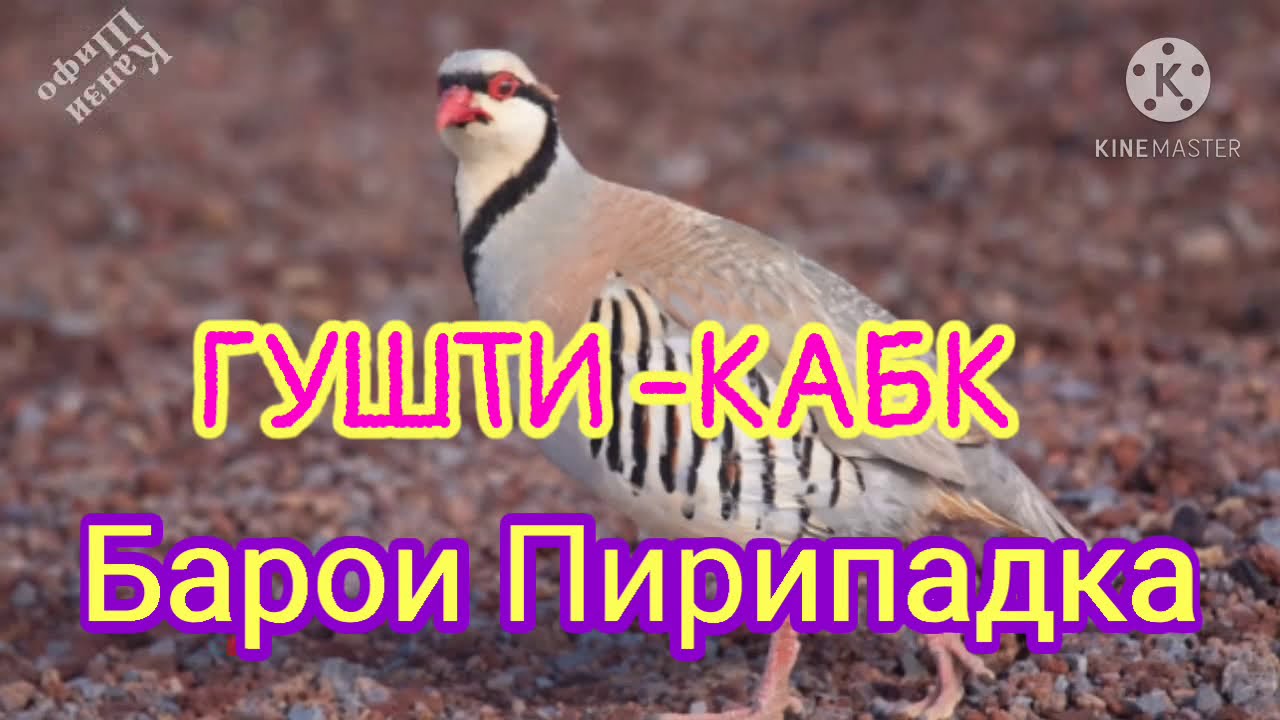 #ОЁ МЕДОНЕД#ГУШТИ КАБК БАРОИ КАСАЛИИ ПРИПАДКА ФОИДАОВАР БУДААСТ
