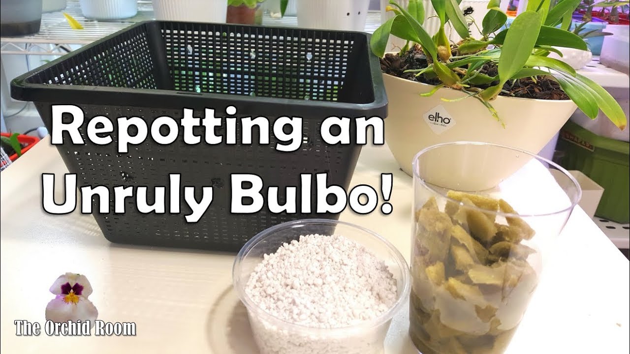 New Bulbophyllum Setup! Baskets with Rockwool : Experimental Media Series