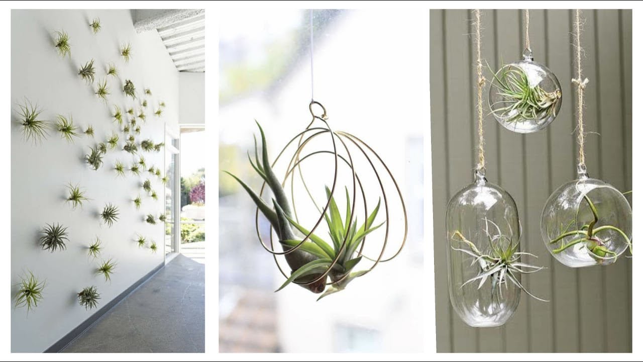 15 Ideias de Plantas aéreas para compor uma decoração com muito estilo para sua casa