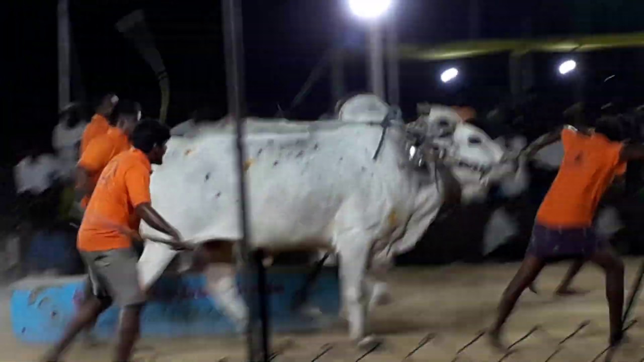 Bulls Stone Pulling Competition , Yenamalakuduru Bull Race , Yenamalakuduru Bulls Stone Pulling Race