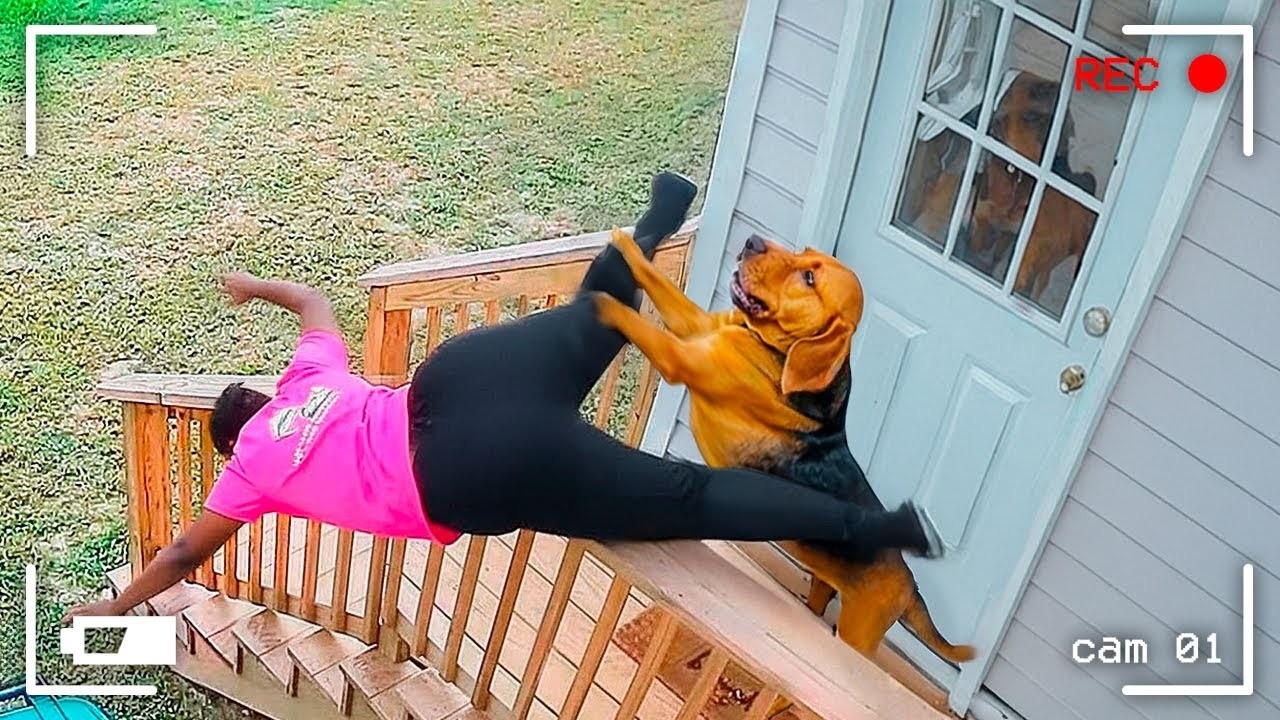 Dog Can't Stop Being Dramatic Like Comedian😂 Funny Dog Videos