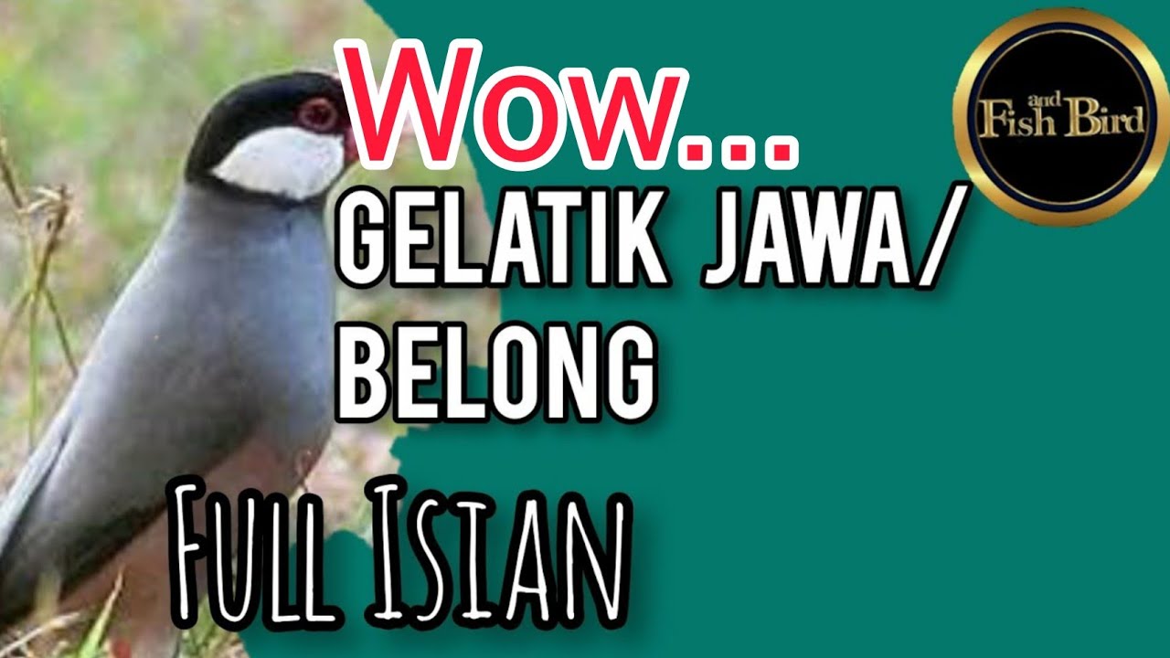 wow...gelatik belong super | full isian