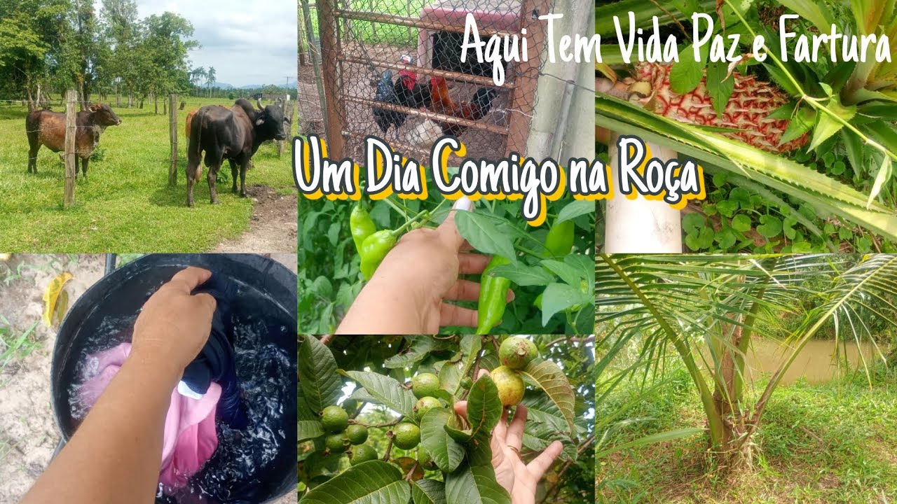 VLOG UM DIA COMIGO NA ROÇA AQUI NA SIMPLICIDADE TEM MUITA PAZ FARTURA E FELICIDADE#rotinadonadecasa 