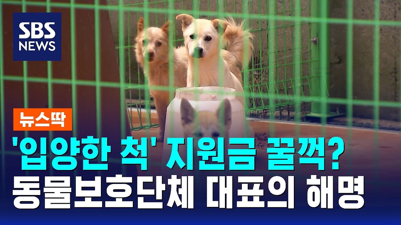 3개월간 270만 원 꿀꺽…동물보호단체 대표가 벌인 짓 / SBS / 뉴스딱