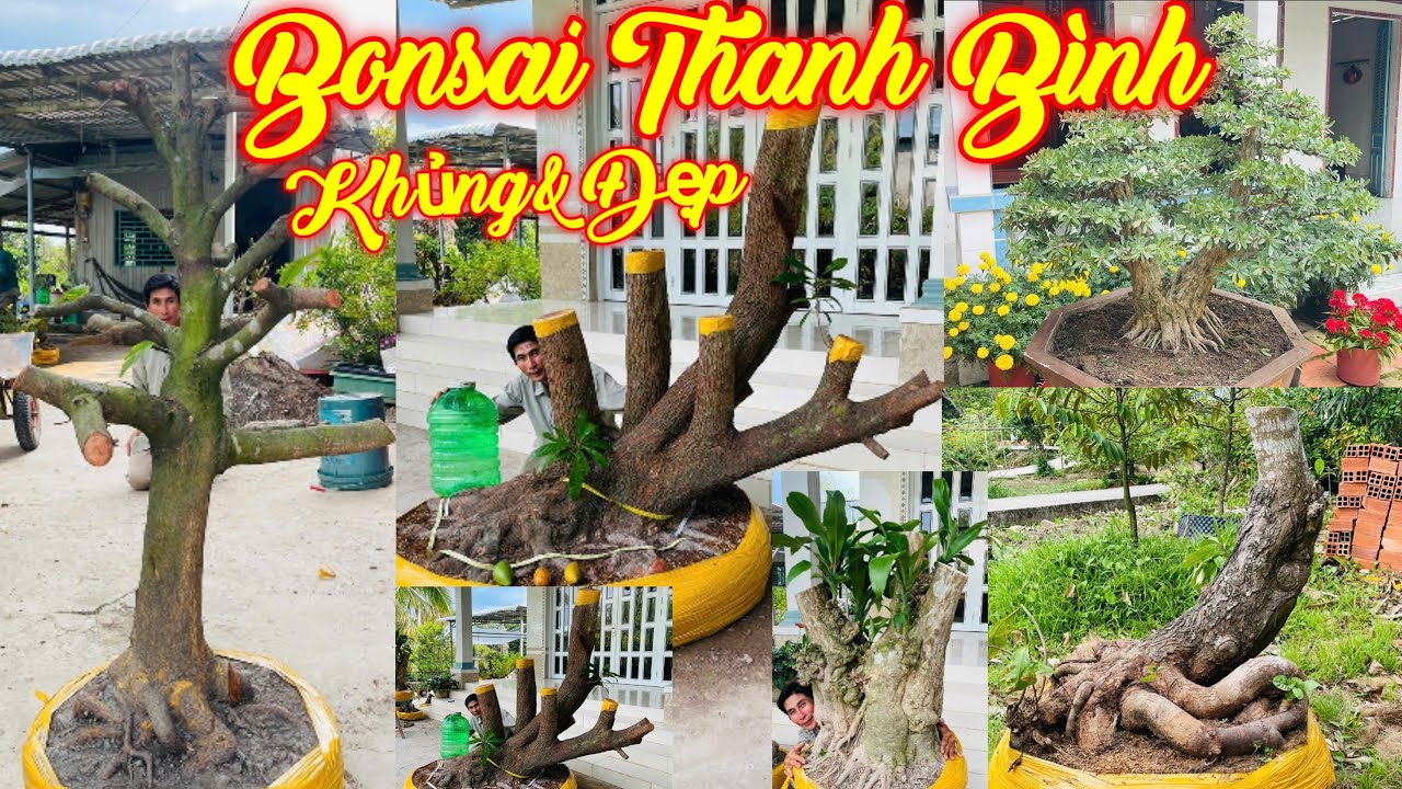 MR BÌNH | #0789498882 | ĐẶT BIỆT LÊKIMA XƯA KHỦNG, LINH SAM LỚN THÀNH PHẨM, MAI VÀNG, LỘC VỪNG, GIẤY