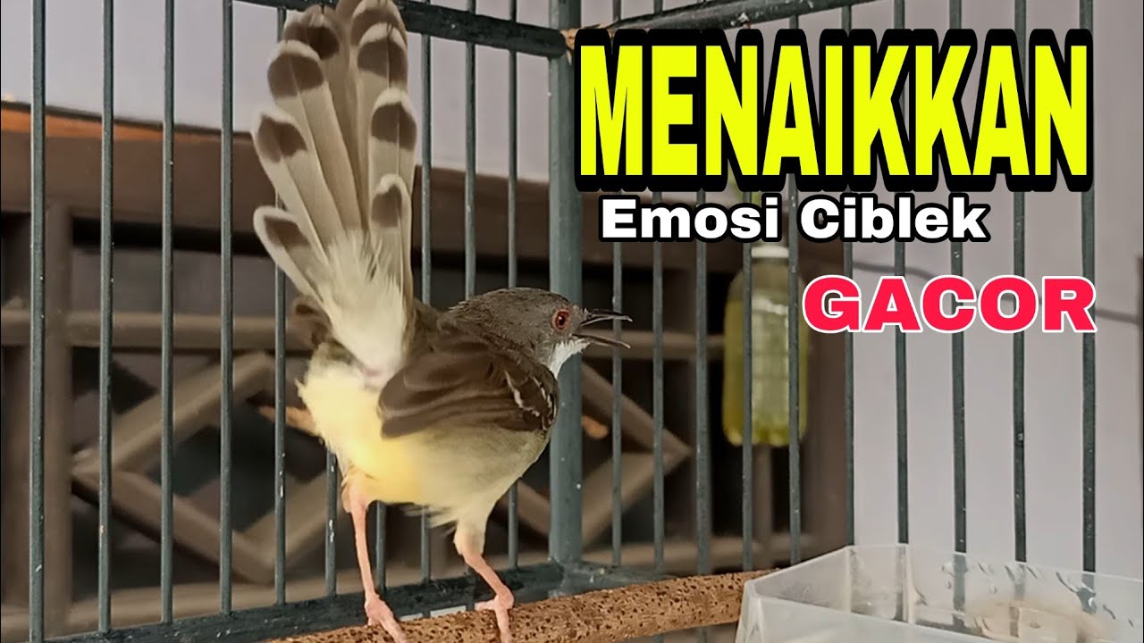 ciblek semi gacor, untuk MENAIKAN mental ciblek agar cepat gacor