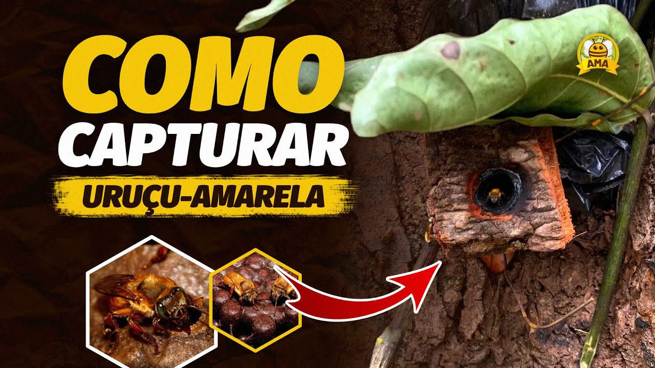 Como CAPTURAR abelha URUÇU-AMARELA em ISCA PET